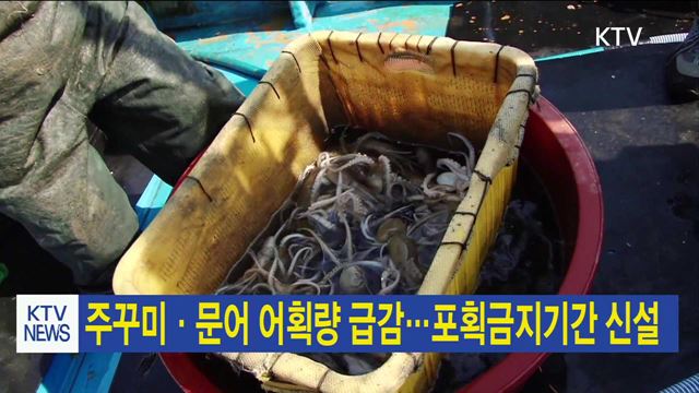 주꾸미·문어 어획량 급감…포획금지기간 신설