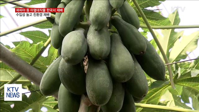 지구온난화로 한국산 파파야, 망고 뜬다