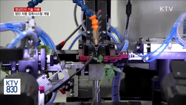 영상인식기술 이용한 첨단 자동 접목시스템 개발