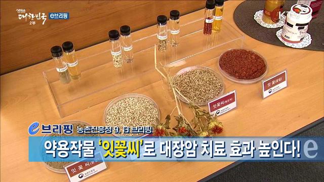 약용작물 '잇꽃씨'로 대장암 치료 효과 높인다! [e 브리핑]