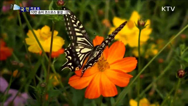 야외정원축제…10만 송이 코스모스 물결