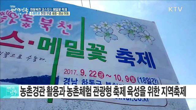 2017 한가위대축제 하동북천 코스모스 메밀꽃 축제