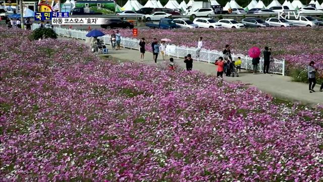 하동 북천 코스모스…마을 경제 효자