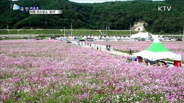 하동 북천 코스모스…마을 경제 효자 