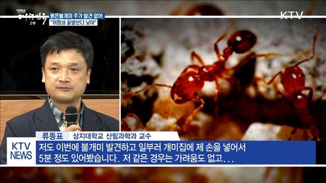붉은불개미 추가 발견 없어…"위험성 꿀벌보다 낮아"