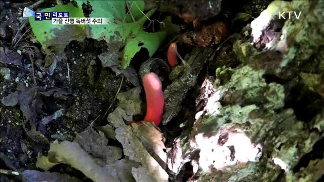 가을 산행은 즐겁지만…'독버섯' 조심!