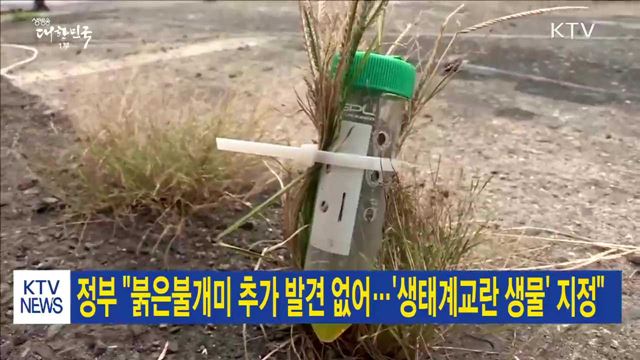 정부 "붉은불개미 추가 발견 없어…'생태계교란 생물' 지정“