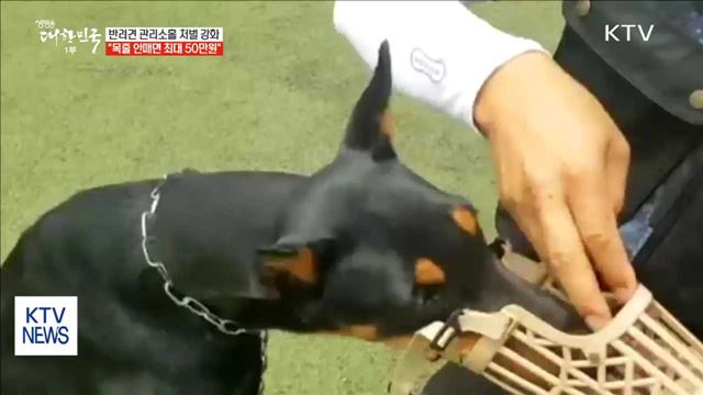 반려견 관리소홀 처벌 강화…"목줄 안매면 최대 50만원"