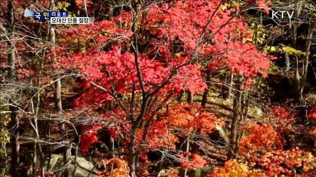 "울긋불긋" 오대산 단풍...가을산 매력에 흠뻑