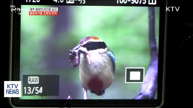 제주 물장오리오름 습지, 멸종위기종 조류의 천국