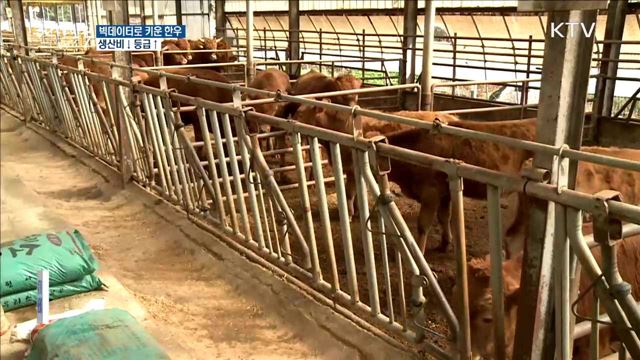 빅데이터로 키운 한우, 생산비↓·등급↑