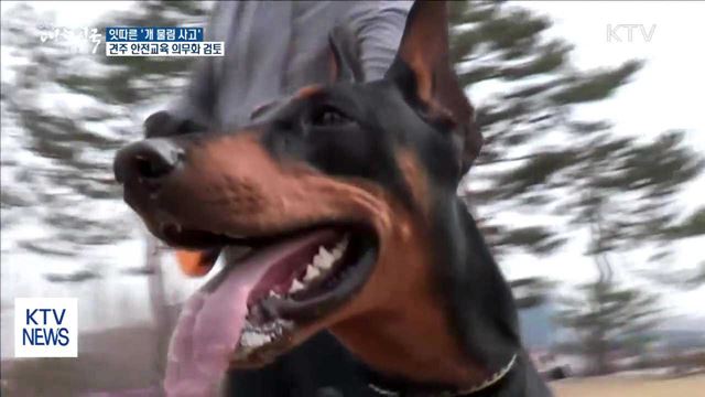 잇따른 '개 물림 사고'… 처벌 강화·안전교육 검토