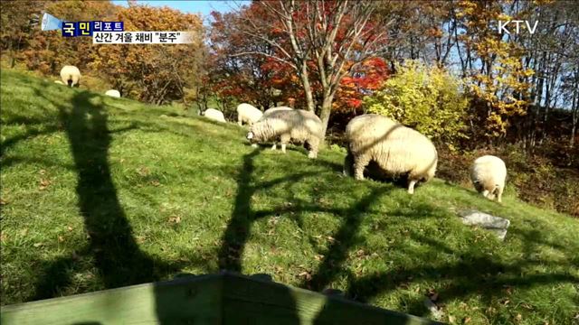 해발 800m 대관령…겨울나기 준비 분주