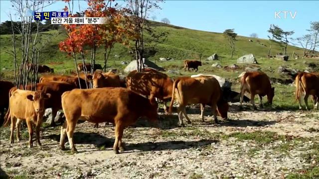 해발 800m 대관령…겨울나기 준비 분주