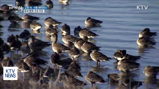 "전북 고창 AI, 신종 바이러스…철새로 국내 유입"