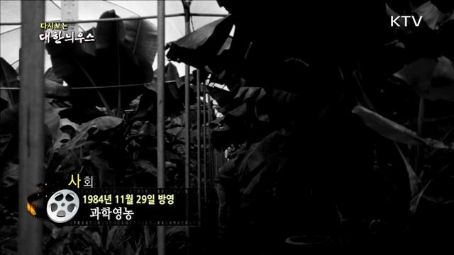 다시보는 대한늬우스 (84.11.29)