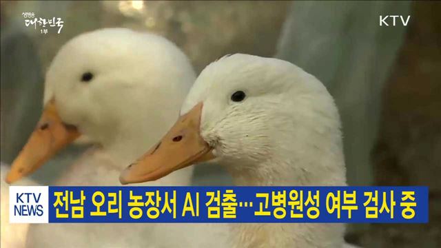 전남 오리 농장서 AI 검출…고병원성 여부 검사 중