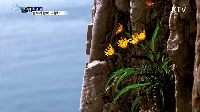 정겨운 토종 들꽃…달력에 활짝 피다