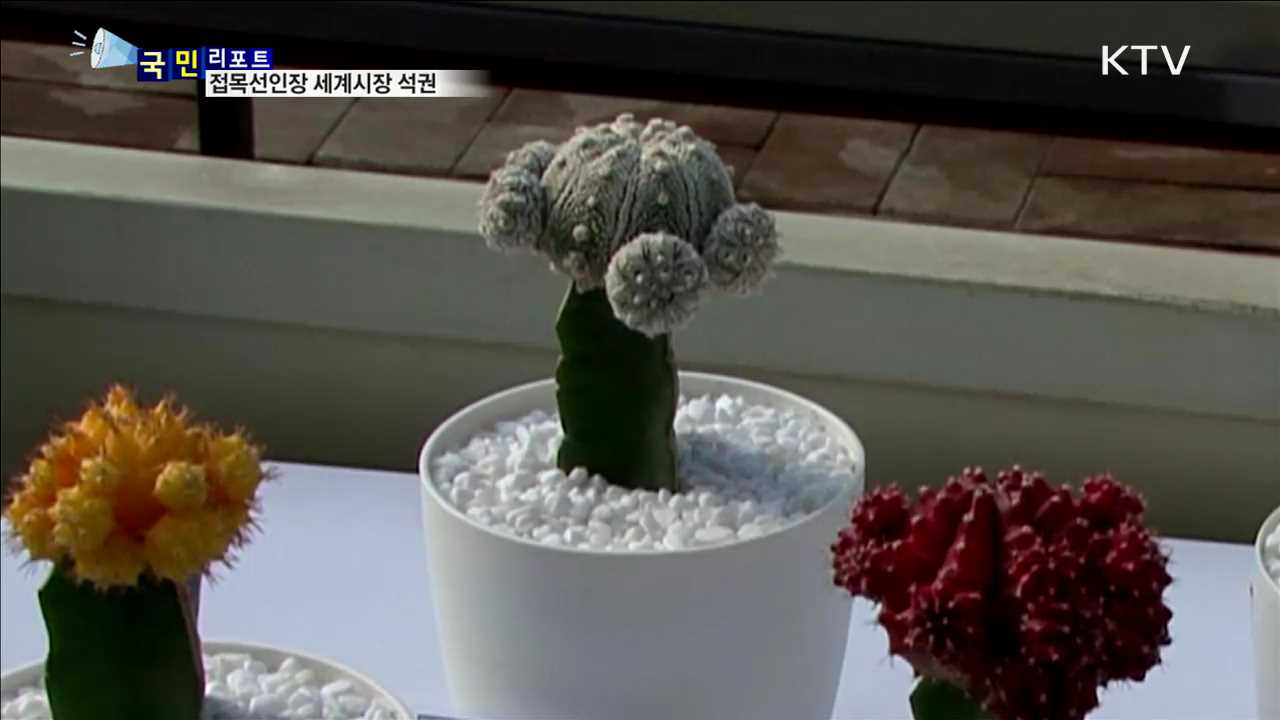국산 접목선인장…세계시장 70% 점유