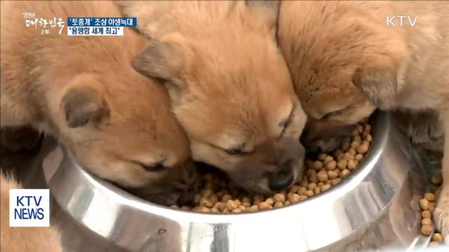'토종개' 조상은 야생늑대…"용맹함 세계 최고"