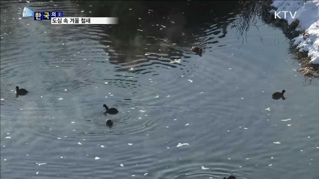 도심 속 겨울 철새 [한국의 美]