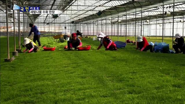 겨울철 미각 돋우는 세발나물 수확