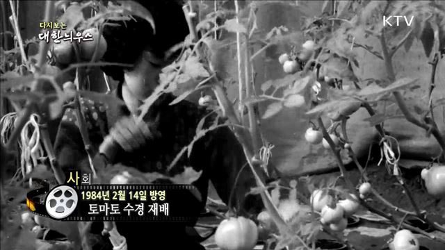 다시보는 대한늬우스 (84.02.14)