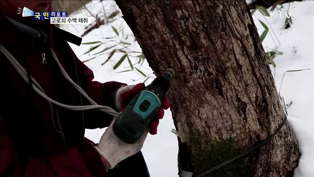 한파 영향…'고로쇠 수액' 지각 채취