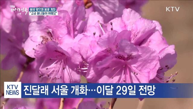 봄꽃 활짝 "고궁서 봄나들이 어때요"