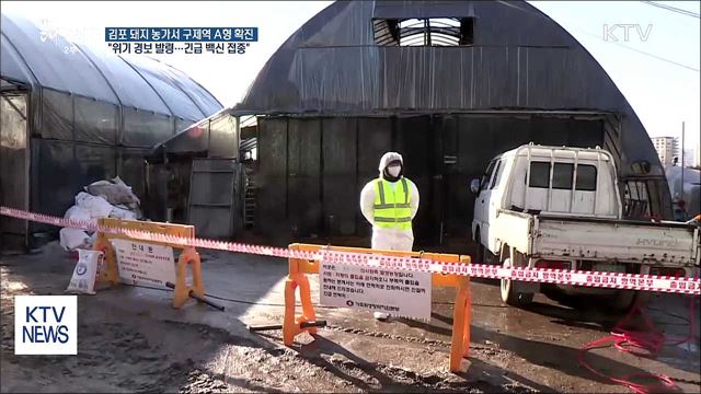 김포 돼지 농가서 구제역 A형…"긴급 백신 접종"