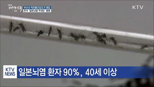 일본뇌염 주의보 발령… 백신으로 예방