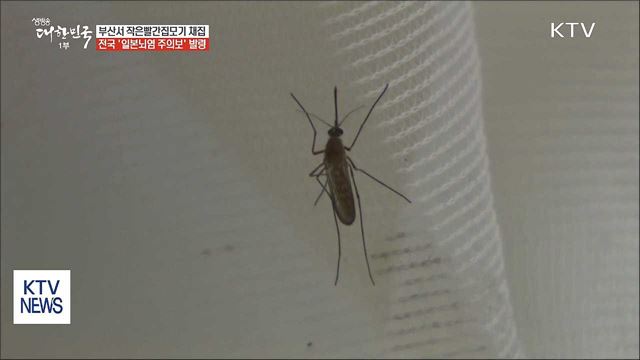 일본뇌염 주의보 발령… 백신으로 예방