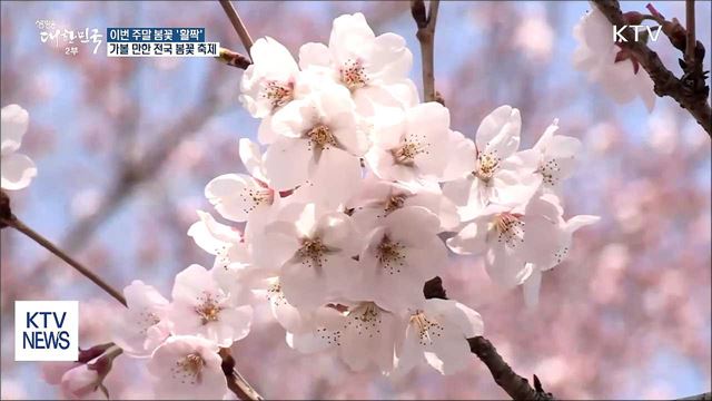 이번 주말 봄꽃 '활짝'…어디로 떠나볼까?