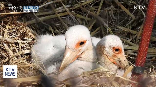 '황새' 복원·텃새화 탄력…12마리 부화 성공