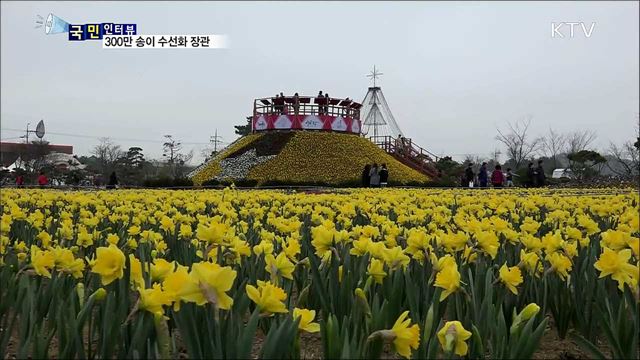 '봄의 전령사' 수선화 축제…상춘객 줄이어