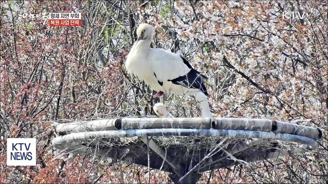 '황새' 복원·텃새화 탄력…12마리 부화 성공