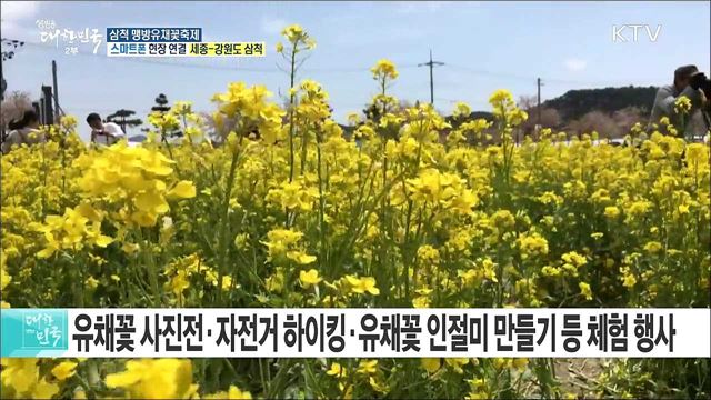 동해안 노란 유채꽃 물결 '삼척 맹방유채꽃축제'