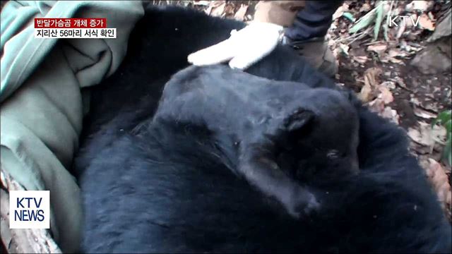 멸종위기종 반달가슴곰 개체 증가…56마리 서식
