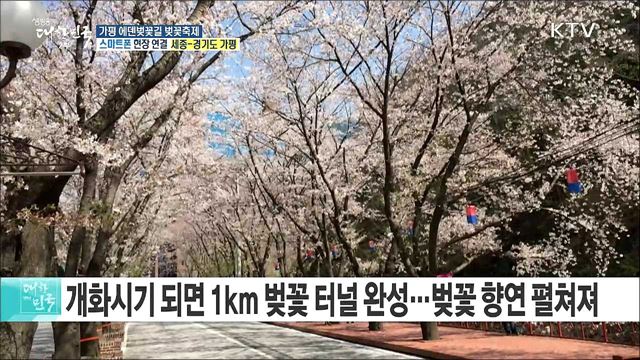 봄꽃 휘날리며! 가평 에덴벚꽃길 벚꽃축제