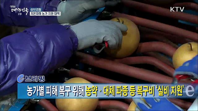 농가별 피해 복구 위해 농약·대체 파종 등 복구비 '실비 지원'  [e 브리핑]