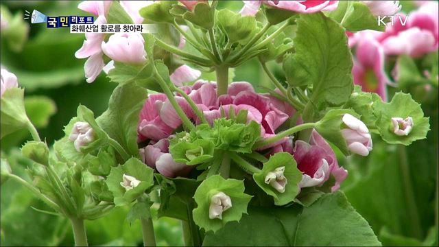 위기의 화훼 농가...활로 모색 안간힘