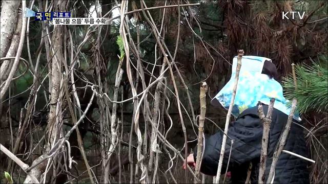 봄철 미각 돋우는 두릅 채취 한창