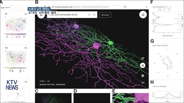 눈에서 뇌로 향하는 47개 '시각 통로' 발견
