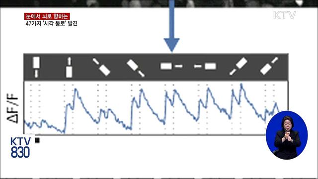눈에서 뇌로 향하는 47개 '시각 통로' 발견
