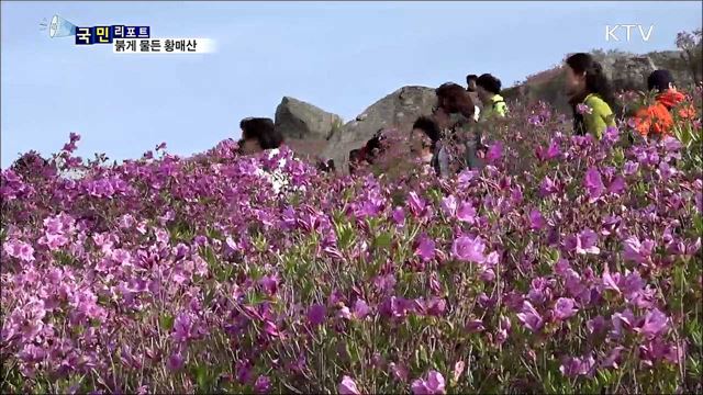 해발 900M 황매산···능선마다 철쭉꽃 만발