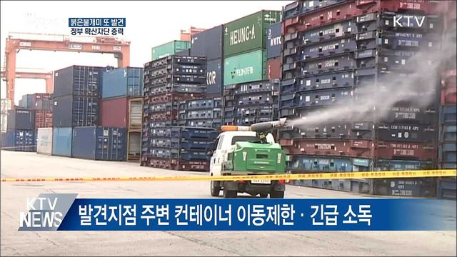 붉은불개미 또 발견···정부 확산차단 총력