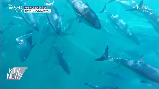 양식 참다랑어 첫 출하···고부가가치화 추진