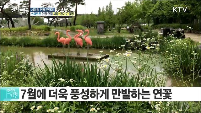 연꽃과 함께하는 여름 휴식! 세미원 연꽃문화제