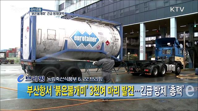 '붉은불개미' 긴급 방제대책 [e브리핑]