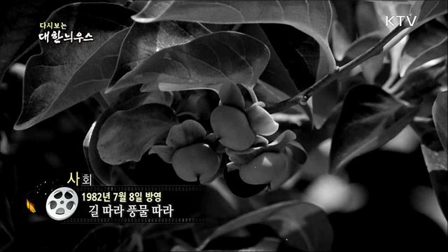 다시보는 대한늬우스 (82.07.08) 